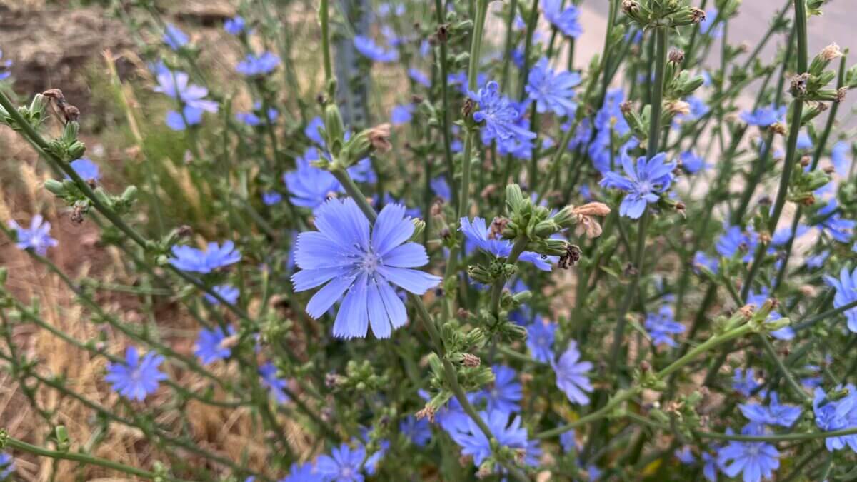 Electric‑blue common chicory lighting up a dusty roadside in Summit County—proof that even hard‑packed soil can burst into bloom.