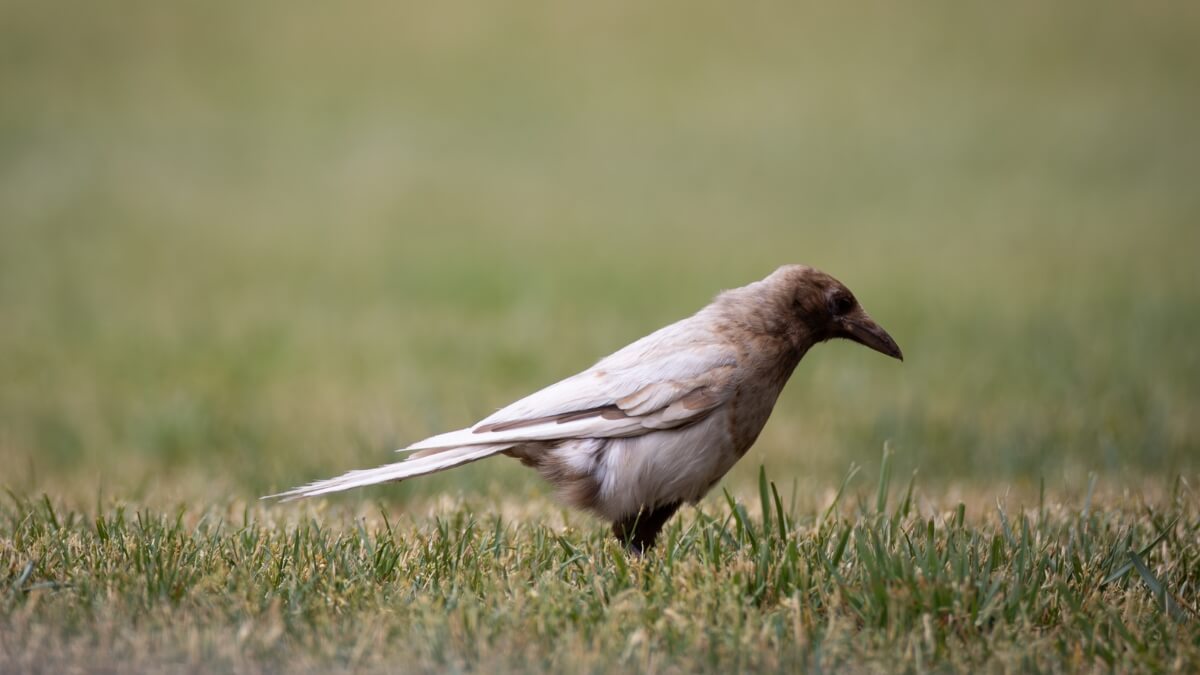 A leucistic magpie in Park City.
