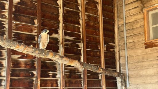 Pippin the Peregrine falcon on a perch in the new falcon enclosure.