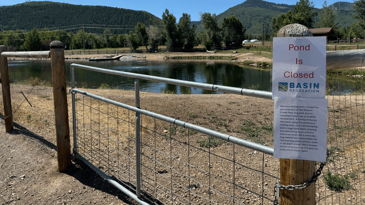 Fowl Play: Dog-Duck conflict shuts down Willow Creek pond