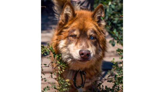 Aslan, a 7-year-old Alaskan Malamute available for adoption through Rancho Luna Lobos, enjoys skijoring, bikejoring and relaxing, but requires a specialized diet due to food allergies.
