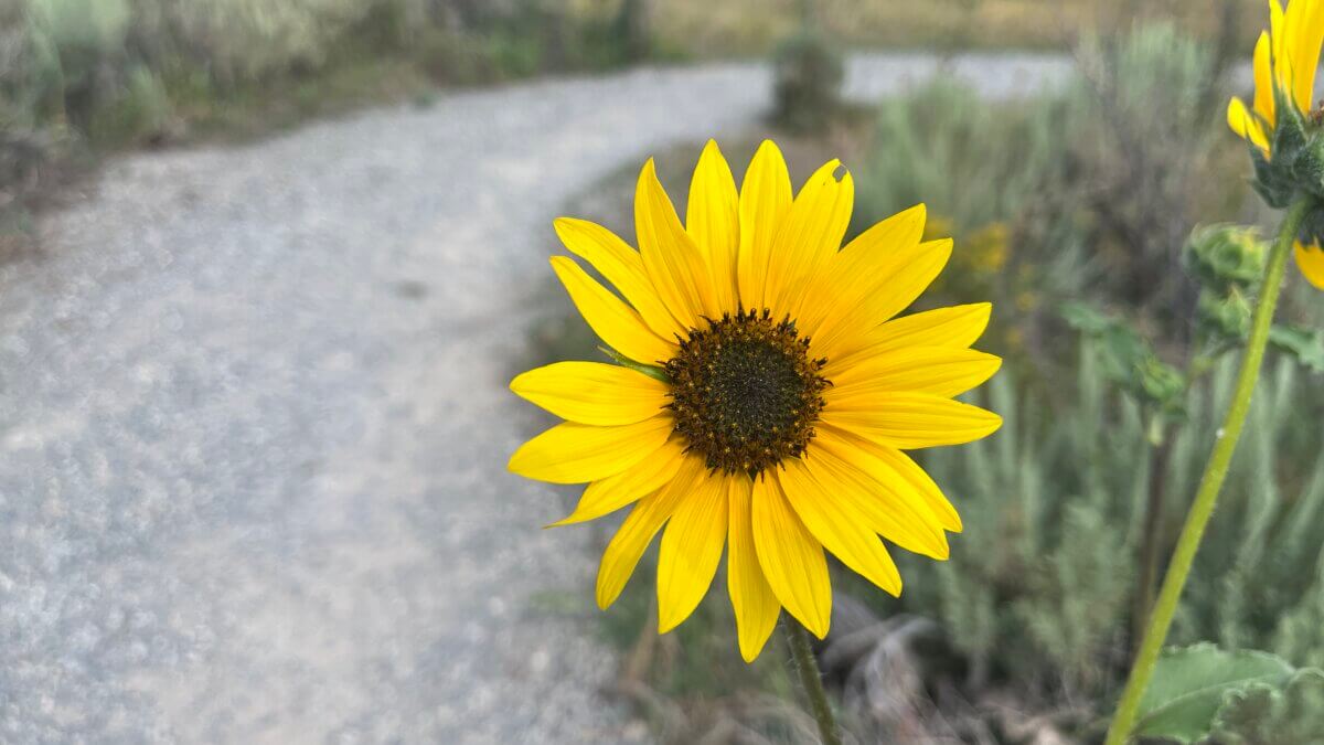 A wild common sunflower (Helianthus annuus) blooms along a Summit County trail in late summer.