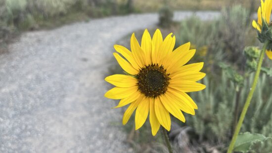A wild common sunflower (Helianthus annuus) blooms along a Summit County trail in late summer.