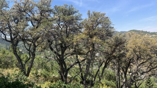 Curl-leaf mountain mahogany twists skyward on a sun-baked slope above Park City, its gnarled trunks revealing centuries of wind-sculpted endurance.