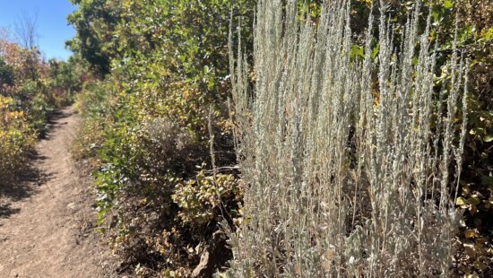 Sagebrush begins its late-summer bloom in the Wasatch Back, its muted flowers and silvery leaves providing essential cover and pollinator support as the season shifts toward fall.