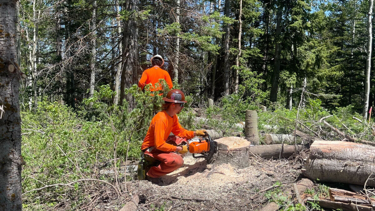 A member of Park City Mountain's trail crew uses a chainsaw to cut down a stump while felling trees on the mountain.