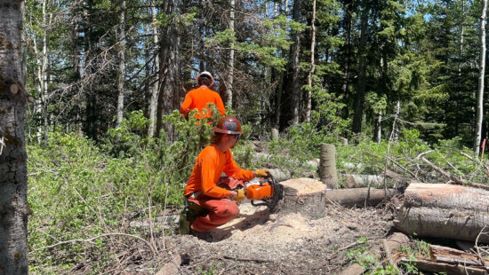 A member of Park City Mountain's trail crew uses a chainsaw to cut down a stump while felling trees on the mountain.