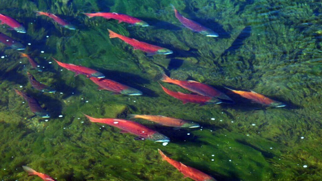 Spawning season brings brilliant red kokanee salmon to Utah rivers and ...