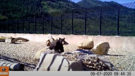 A bear uses the Parleys Canyon wildlife overpass to cross I-80.