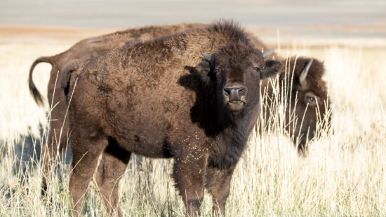 A bison calf grazes alongside the herd at Antelope Island State Park, where the annual Bison Roundup will take place Oct. 25, 2025.