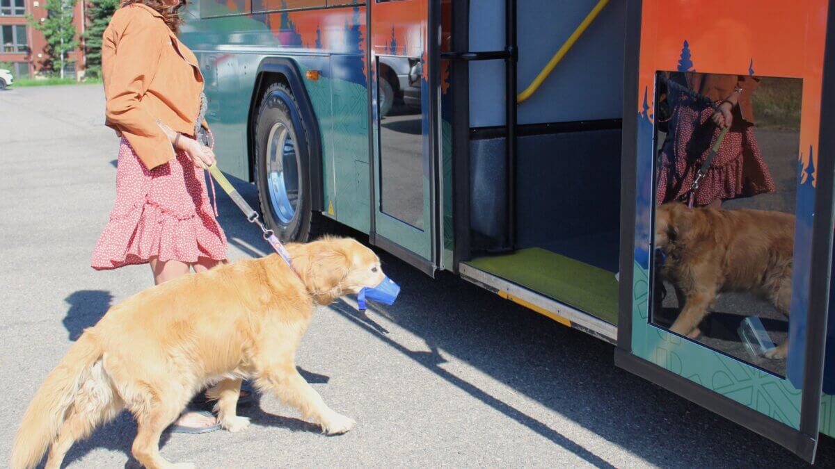 The dogs on buses pilot program began in June 2025.