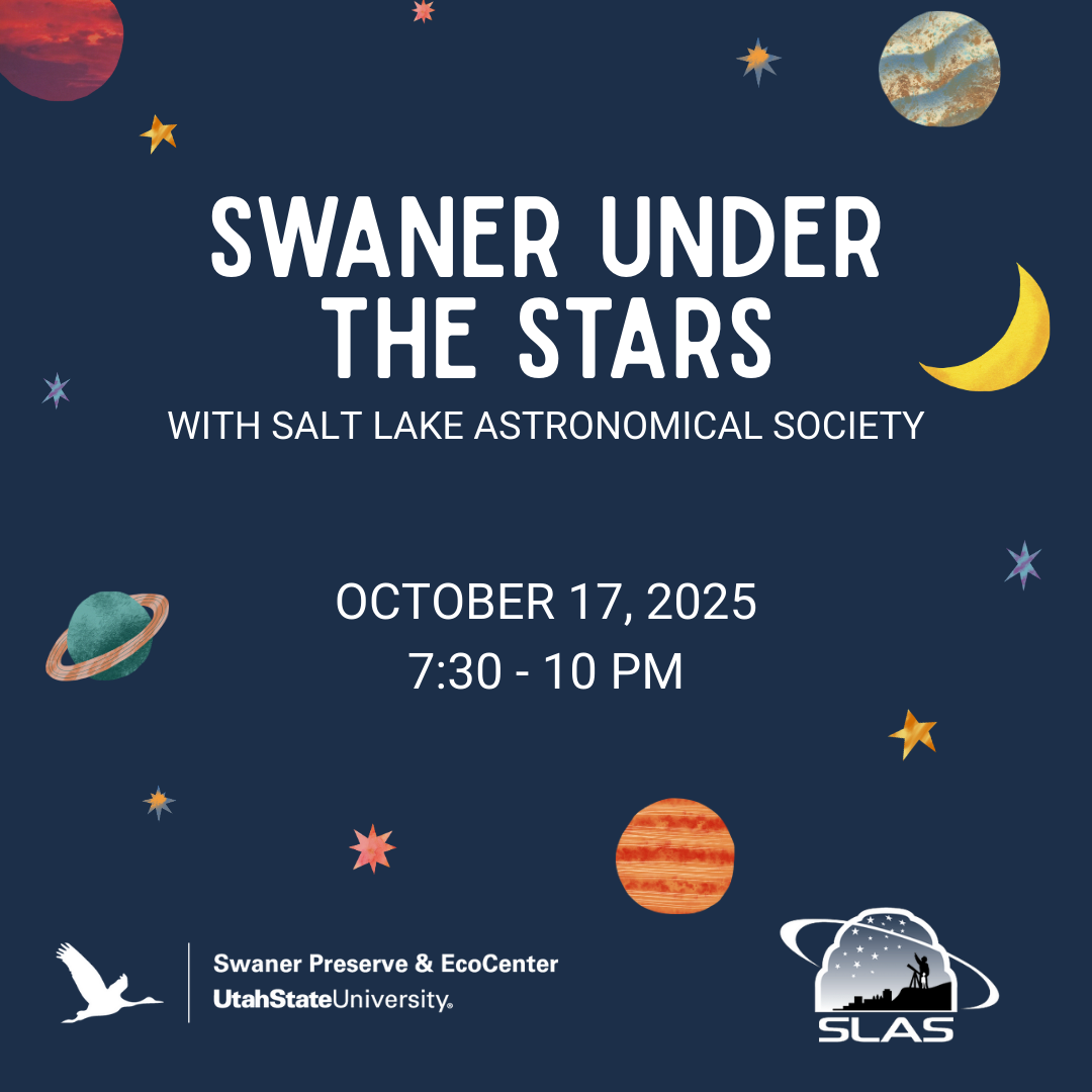 Swaner Under the Stars