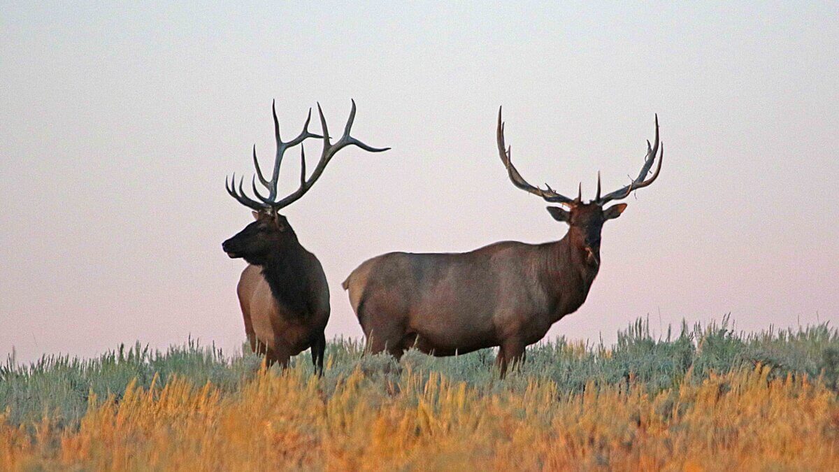 Bull elk are among the big game species that have a sportsman permit available.