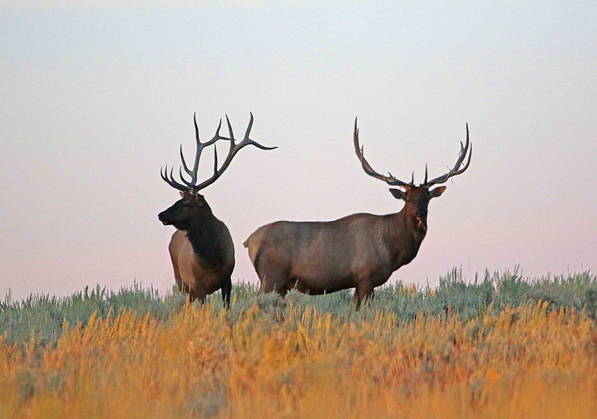 ‘Hunt of a lifetime’: Utah’s sportsman permit applications open Oct. 28