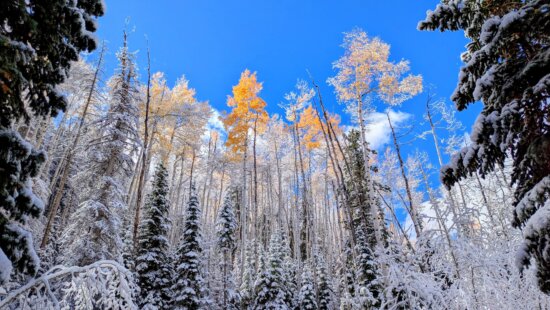 Early season snow, October 2025.