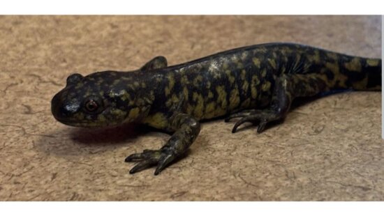 A tiger salamander, Utah’s only native salamander, displays its namesake pattern of dark stripes and spots. Often found near ponds and wetlands in the Wasatch region, these secretive amphibians spend much of their lives underground, emerging on damp nights or during spring rains.