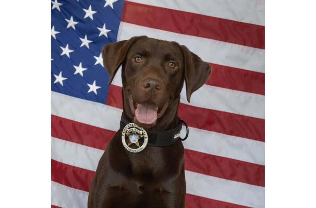 Bruno, Park City Police Department’s first-ever K-9 officer, poses proudly in front of the American flag. The 19-month-old chocolate Labrador is trained in explosives detection and will also provide comfort to children in crisis as part of his new role alongside Officer Wayne Henderson.