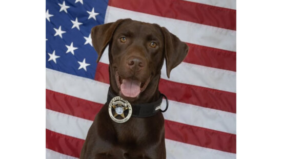 Bruno, Park City Police Department’s first-ever K-9 officer, poses proudly in front of the American flag. The 19-month-old chocolate Labrador is trained in explosives detection and will also provide comfort to children in crisis as part of his new role alongside Officer Wayne Henderson.
