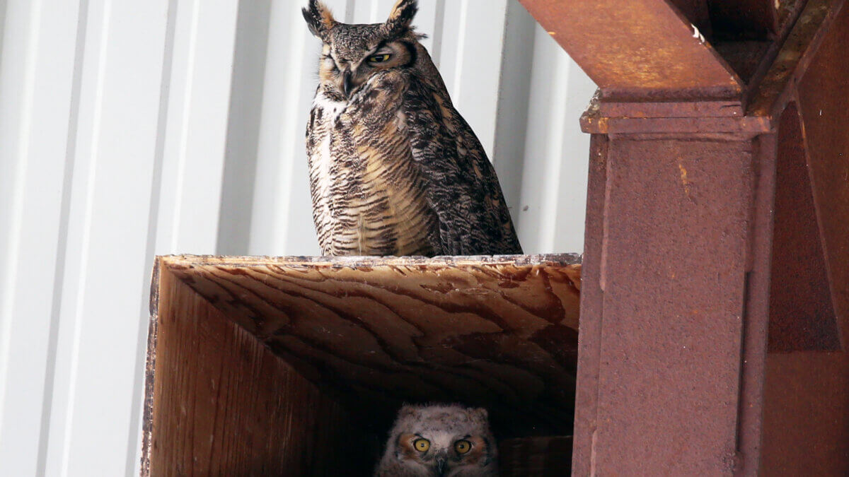 A great horned owl and its owlet rest in a nest box in northern Utah.