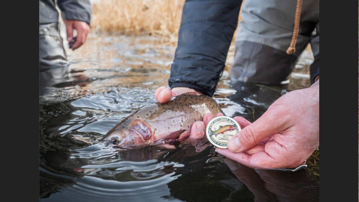 Utah’s Native Trout Slam hits new record with over 2,000 completions
