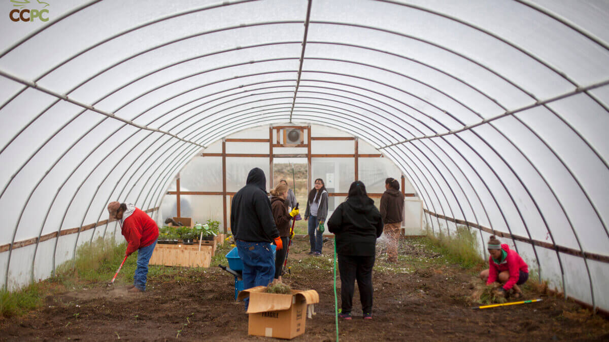 Community members and Christian Center of Park City volunteers tend to the Goshute Reservation’s greenhouse as part of an ongoing effort to strengthen local food sovereignty. The garden relocation project will move the structures closer to housing and the powwow grounds, creating easier access and a shared space for growing and gathering.