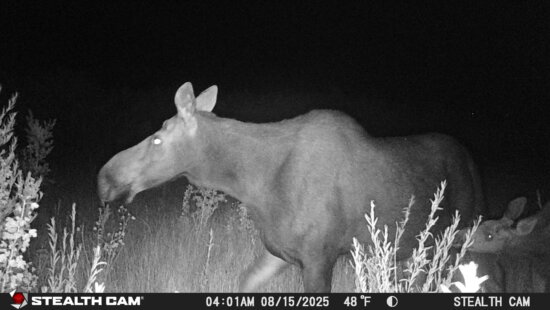 Mama and baby moose at night on the Swaner preserve.
