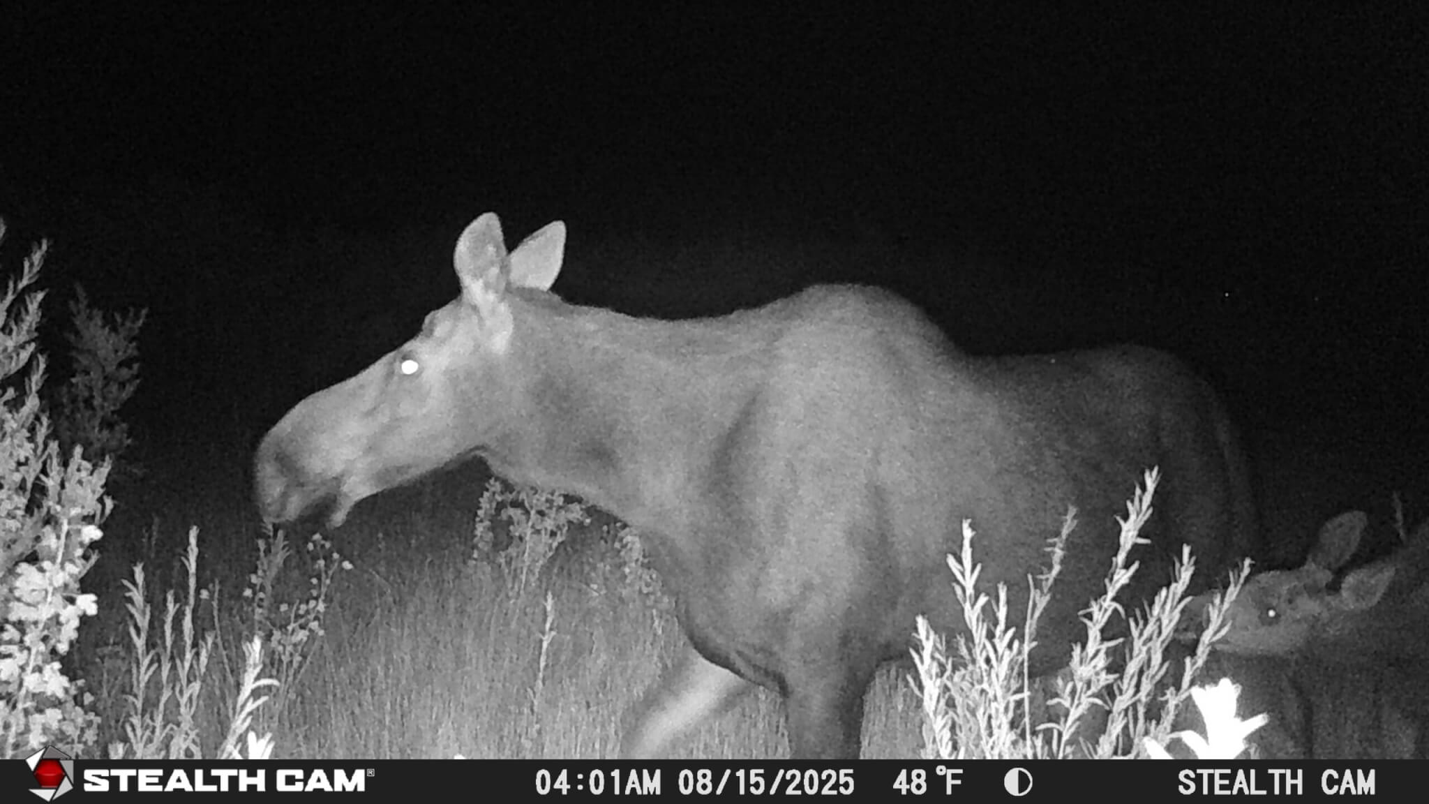 Mama and baby moose at night on the Swaner preserve.