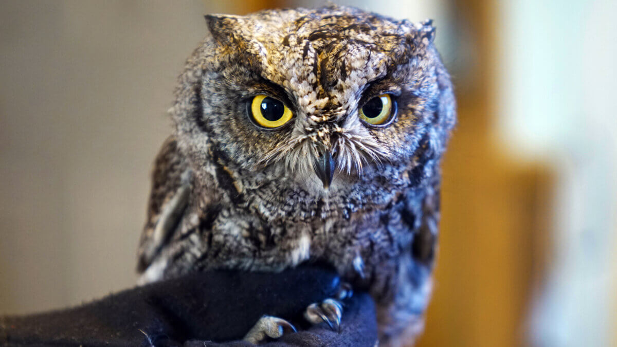 A western screech owl peers from its perch during a wildlife demonstration in northern Utah. Resident owl species like this one remain active in Summit County through fall and winter, hunting small rodents and communicating with soft hoots after dusk.