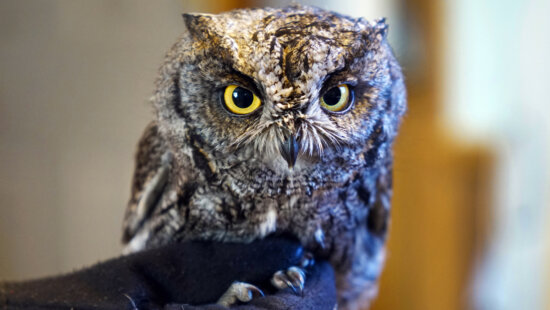 A western screech owl peers from its perch during a wildlife demonstration in northern Utah. Resident owl species like this one remain active in Summit County through fall and winter, hunting small rodents and communicating with soft hoots after dusk.