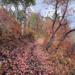 New trails have opened at the Utah Olympic Park.