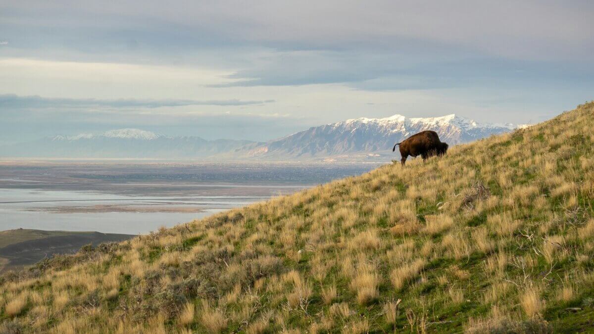 A bison standing on top of a grass covered hill at the Great Salt Lake.