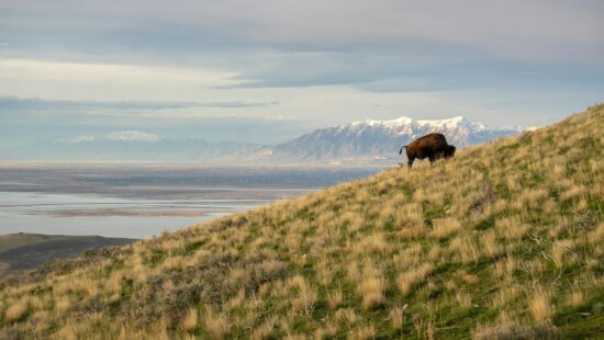 A bison standing on top of a grass covered hill at the Great Salt Lake.
