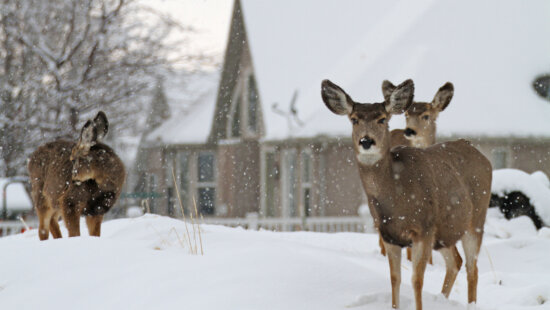Deer in Springville after snowfall forced them out of the mountains.