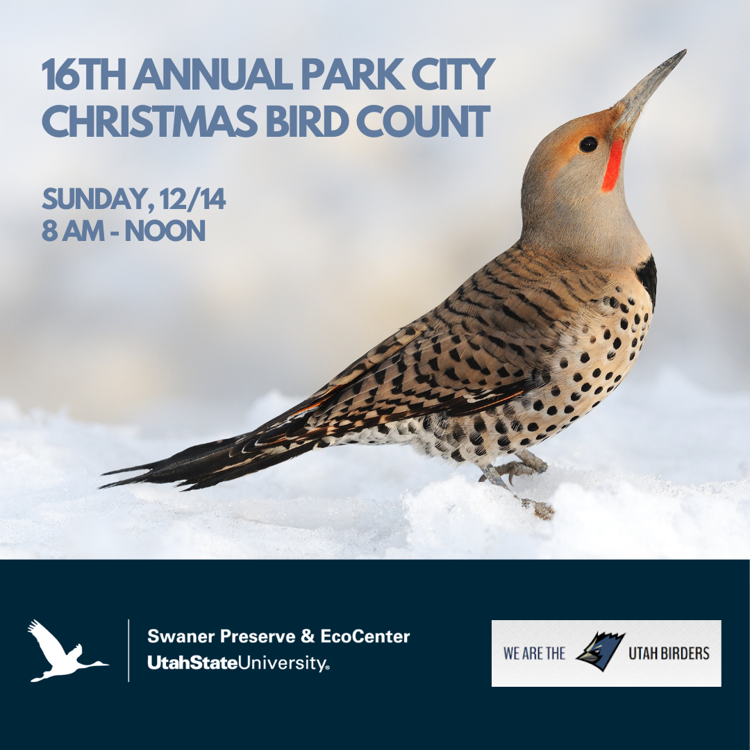 2025 Christmas Bird Count (Square)-2