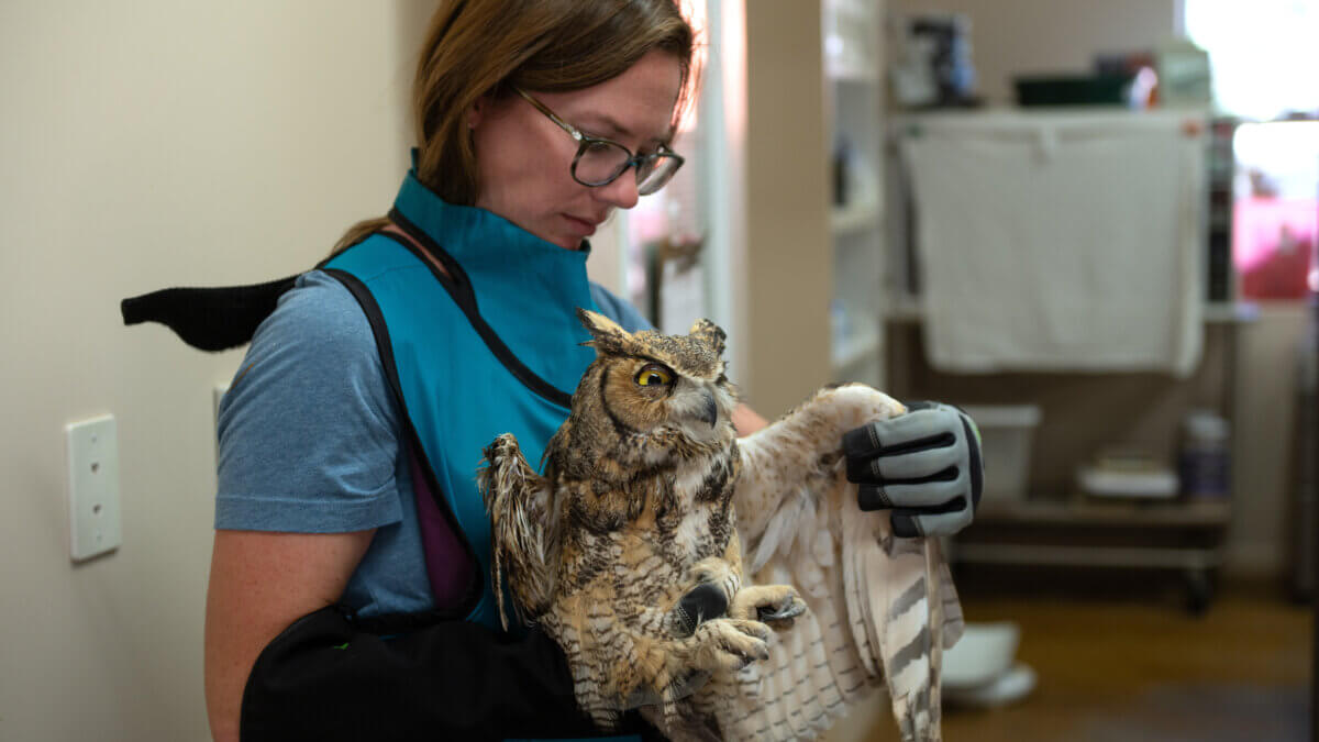 Small animals manager Sierra Medlin examines the wing of an owl in Nov. 6, 2025, that was taken to the sanctuary in Kanab, Utah, after it fell into a concrete mixer.