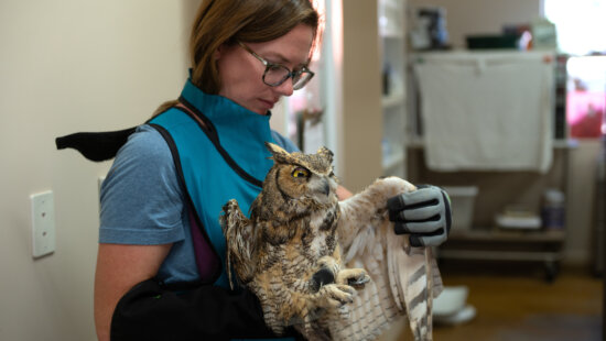 Small animals manager Sierra Medlin examines the wing of an owl in Nov. 6, 2025, that was taken to the sanctuary in Kanab, Utah, after it fell into a concrete mixer.