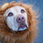 Halloween on Main Street, Park City