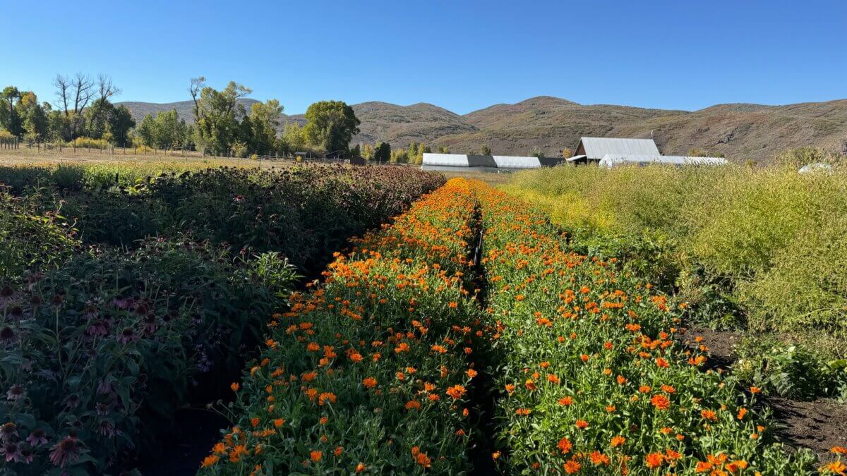 Rows of calendula bloom in bright orange at Healing Seeds Farm in Peoa, Utah, where Dr. Babbie Stern and co-founder Lessing Stern are cultivating regenerative botanical medicine in harmony with the surrounding mountains.