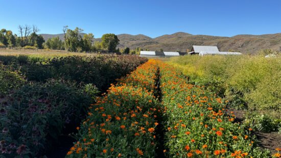 Rows of calendula bloom in bright orange at Healing Seeds Farm in Peoa, Utah, where Dr. Babbie Stern and co-founder Lessing Stern are cultivating regenerative botanical medicine in harmony with the surrounding mountains.