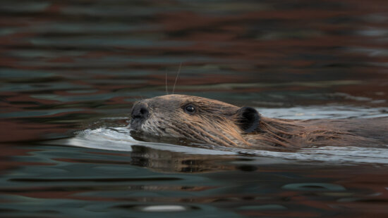 A beaver swims through calm water at Swaner Preserve.