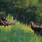 There are over 30,000 wild turkeys in Utah.