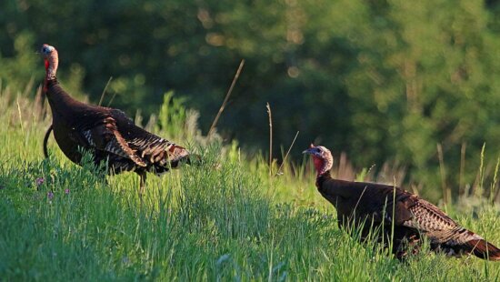 There are over 30,000 wild turkeys in Utah.