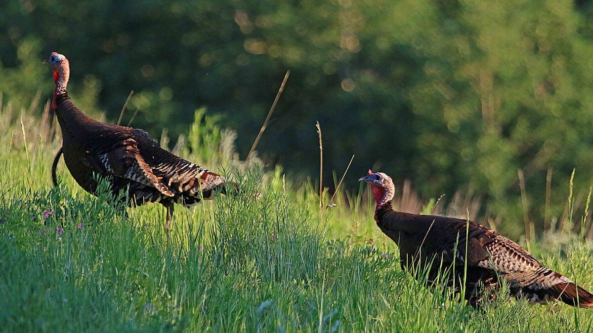 There are over 30,000 wild turkeys in Utah.