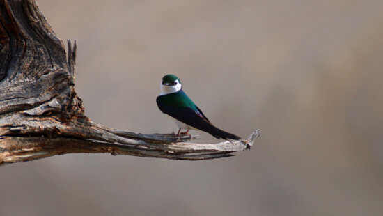 A violet-green swallow perches on a weathered branch in Summit County. These agile birds are among the many migratory species that traverse Utah’s Wasatch mountains each fall.