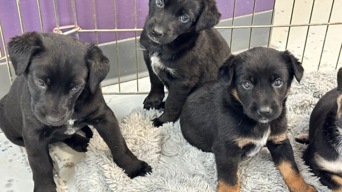 Nuzzles & Co Pet Rescue and Adoption has relocated to a larger space within Junction Commons