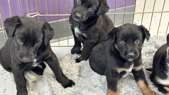 Nuzzles & Co Pet Rescue and Adoption has relocated to a larger space within Junction Commons