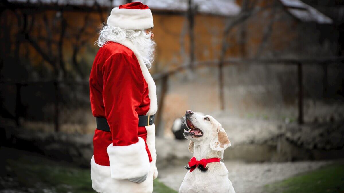 The Heber Valley Animal Shelter will host a pet-friendly Santa meet-and-greet.