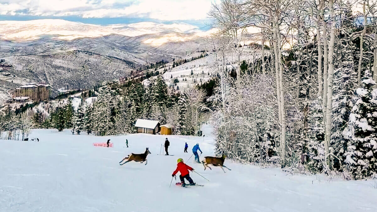 Skier reacts as two deer sprint across the slope at Deer Valley during a surprise wildlife encounter on opening weekend.