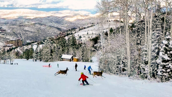 Skier reacts as two deer sprint across the slope at Deer Valley during a surprise wildlife encounter on opening weekend.