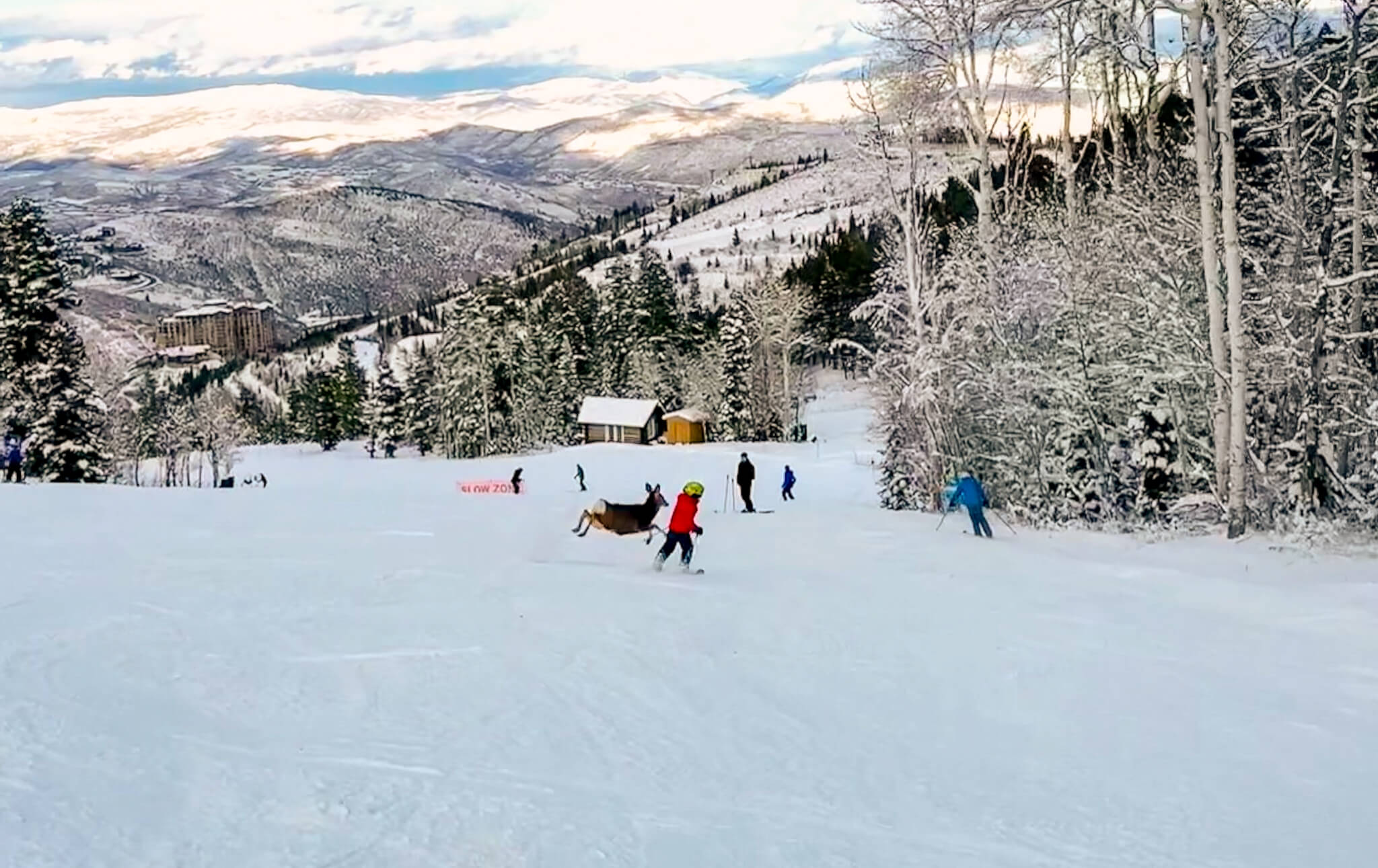 Skier reacts as two deer sprint across the slope at Deer Valley during a surprise wildlife encounter on opening weekend.